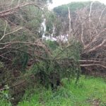 ABBATTIMENTO SAGOMATURA CONTROLLATA SU ALBERI
