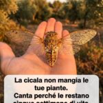 Cicale